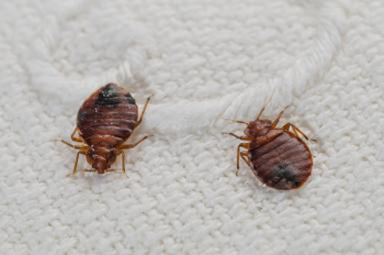 bed-bugs