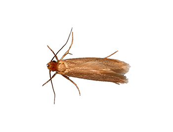 Webbing-Moth