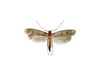 Casemaking-Moth