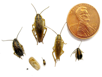 German-Cockroach