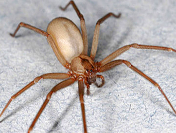 Brown-Recluse-Spider